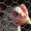 Cepa H5N1 de gripe aviar que se encuentra en la leche